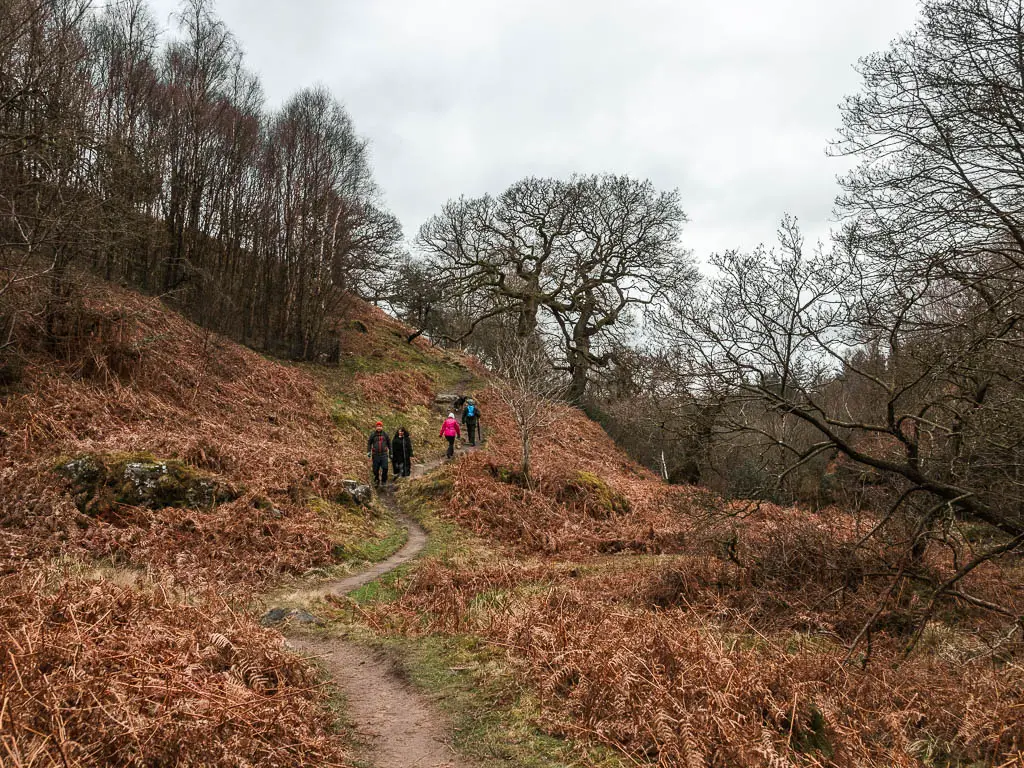 Four people walking uphill along the trail, surround by dead orange fern.