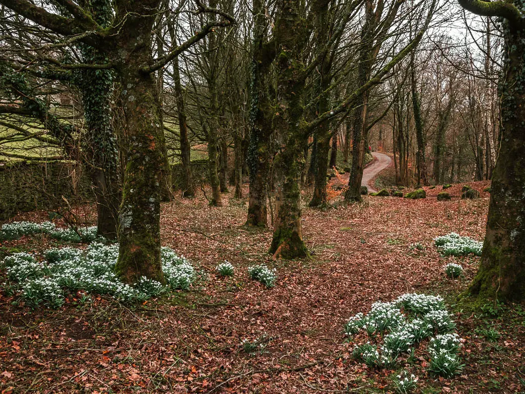 A few white flower grounding at the bottom of a mass of trees, with a ground veered in fallen orange and brown leaves.