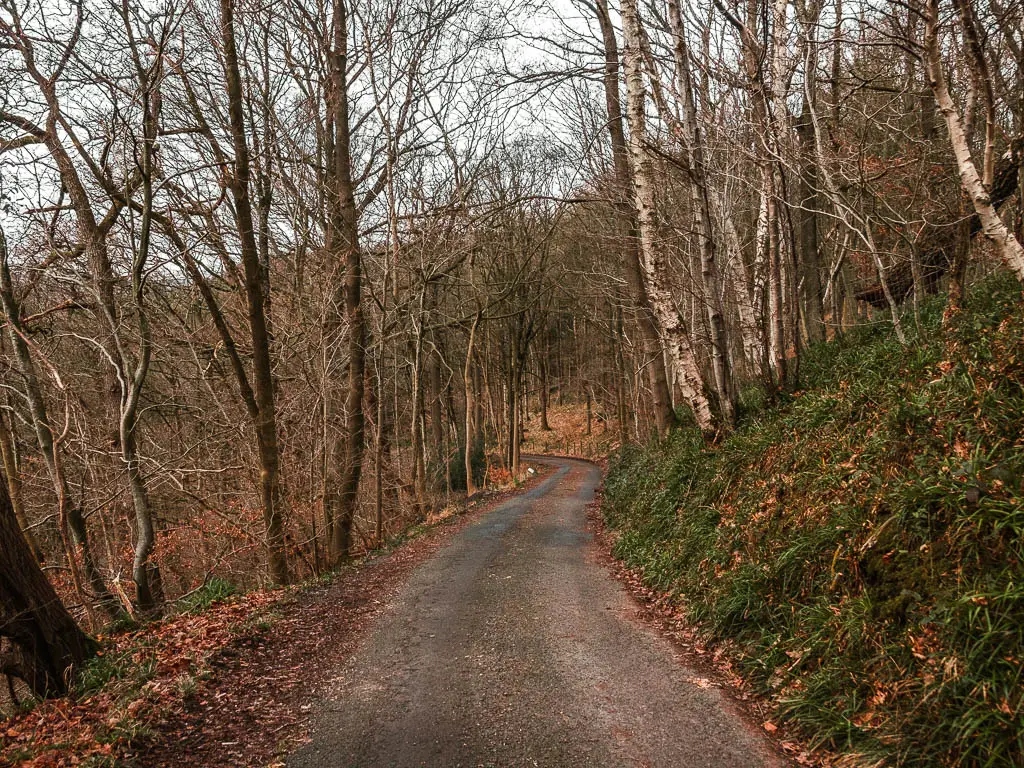 A road leading through the woodland leafless trees, and a grass hill bank to the right.