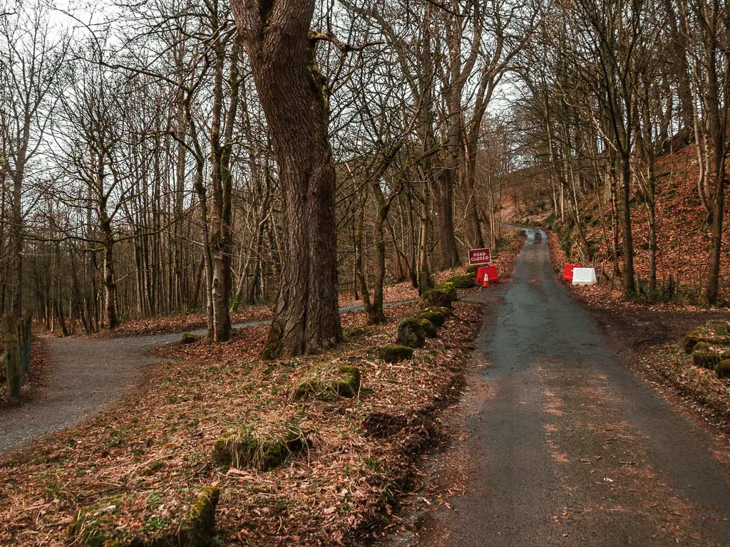 The road on the right, and a trail to the left, in the woods, with red traffic cones ahead on the road.