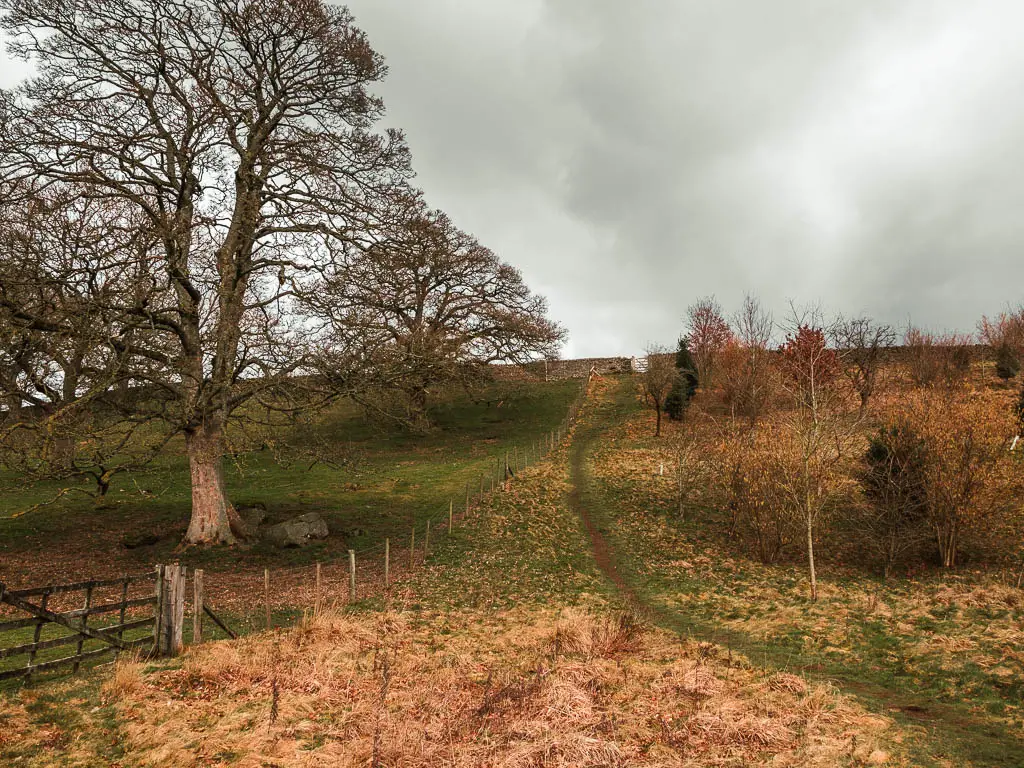 Looking up the hill, with a trail running up it, marking the start of the uphill walk towards Simon's Seat. There are small trees on the right and a large tree on the left.