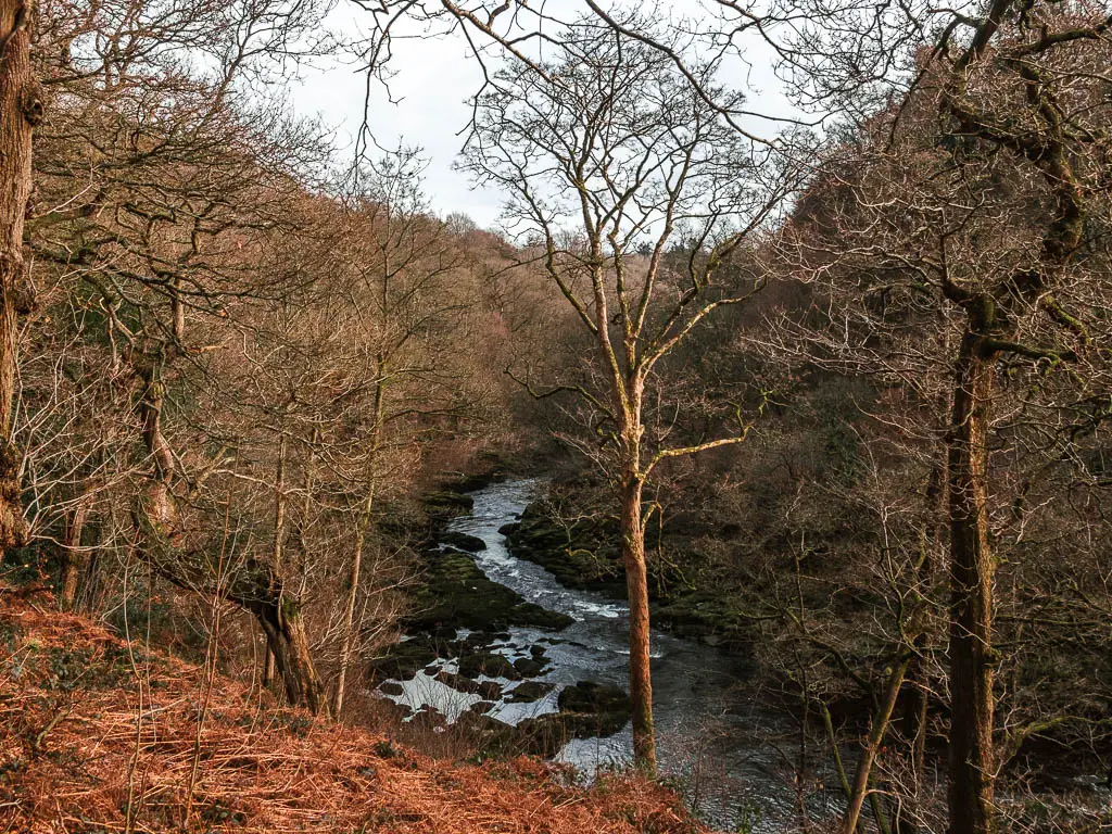 Looking down towards the river snaking through the woodland.