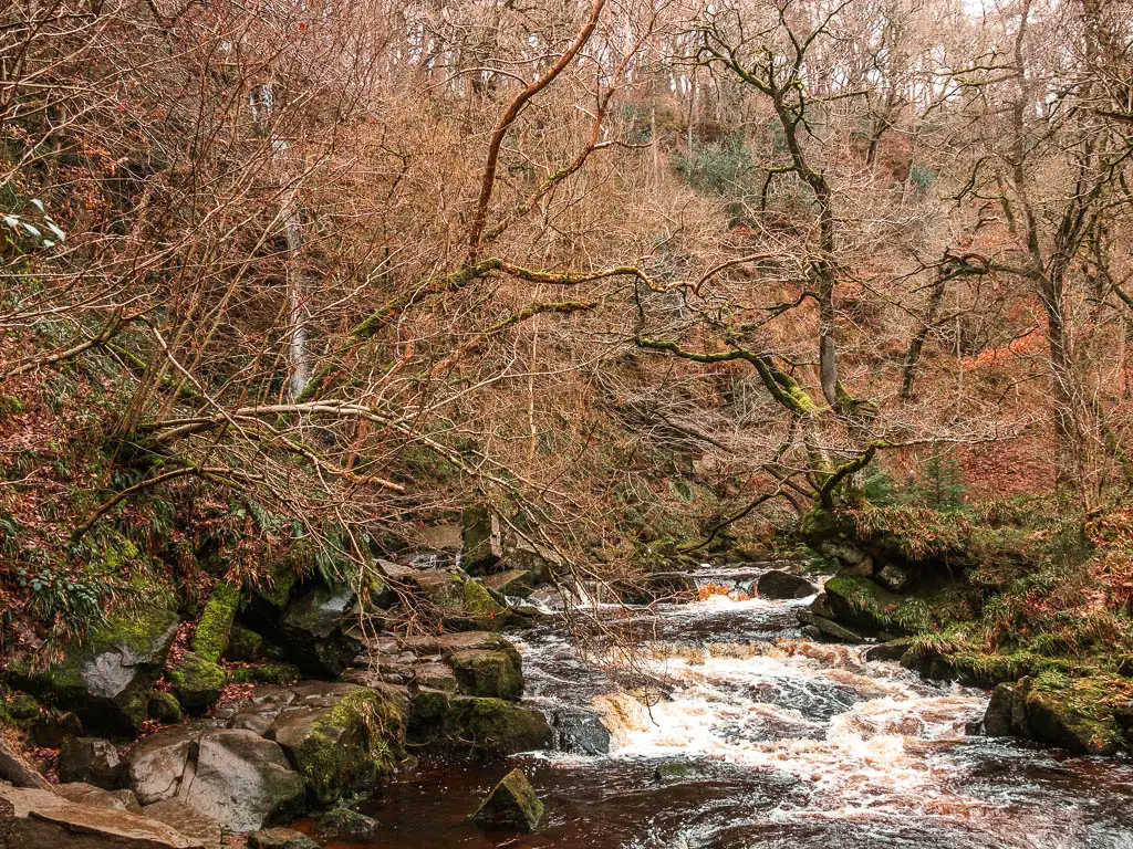 The Mallyan Spout waterfall, visible to the left through the trees, with the river down on the right. The river is lined with moss covered rocks.