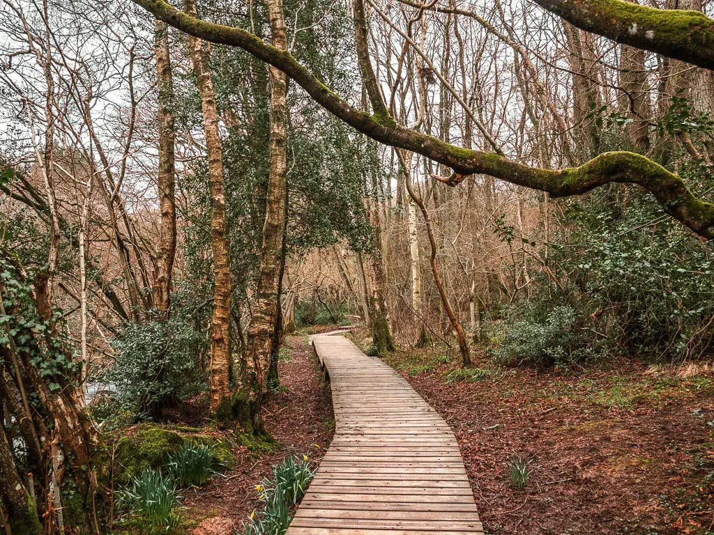 A wooden plank walkway under the trees.