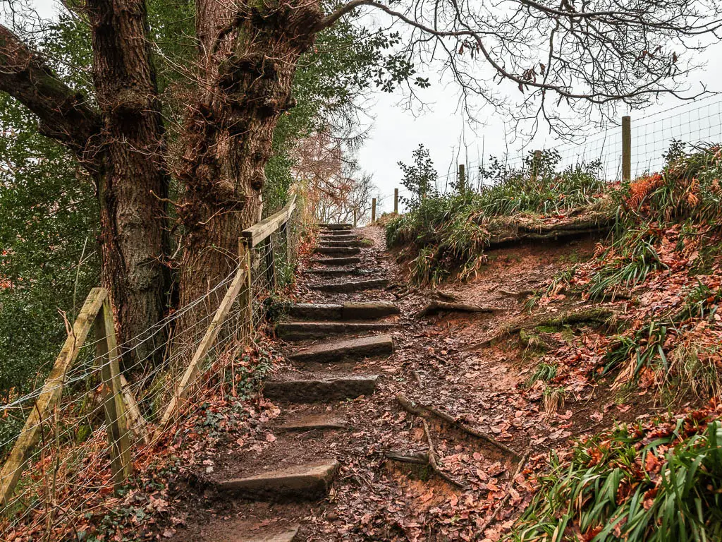 Rugged stone steps leading uphill, with a partially broken wire fence on the left side of it, and a big tree on the other side of the fence. 