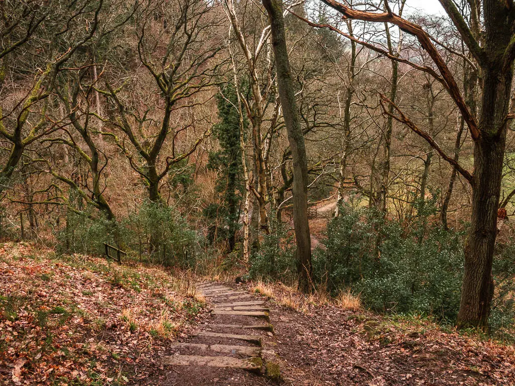 Stone and dirt steps leading downhill in the woods, on the walk to the rail trail.