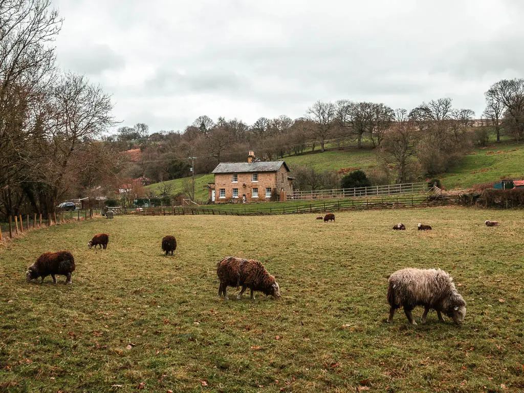 A small field with black and white sheep grazing and a cottage on the other side, on the walk from Goathland to Grosmont.