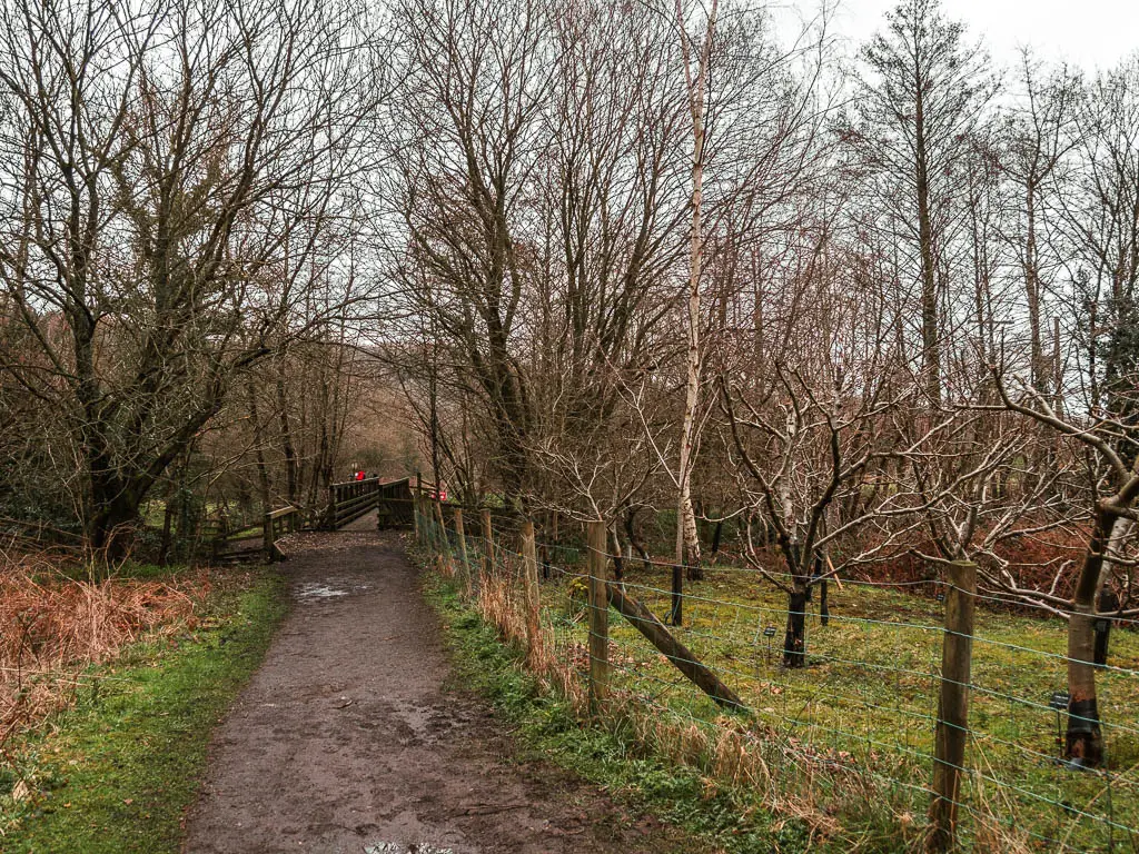 A wide dirt path, with a wire fence on the right, and apple orchard on the other side of the fence. 