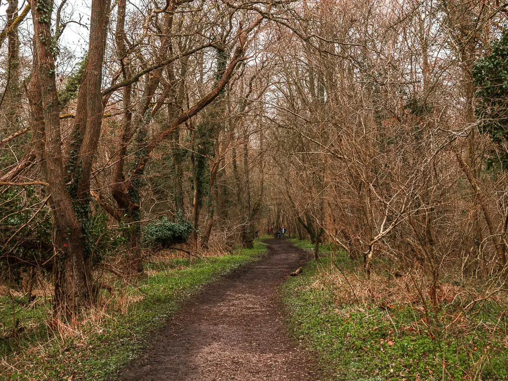 a dirt path lined with straggly leafless trees, on the rail trail walk route from Goathland to Grosmont.