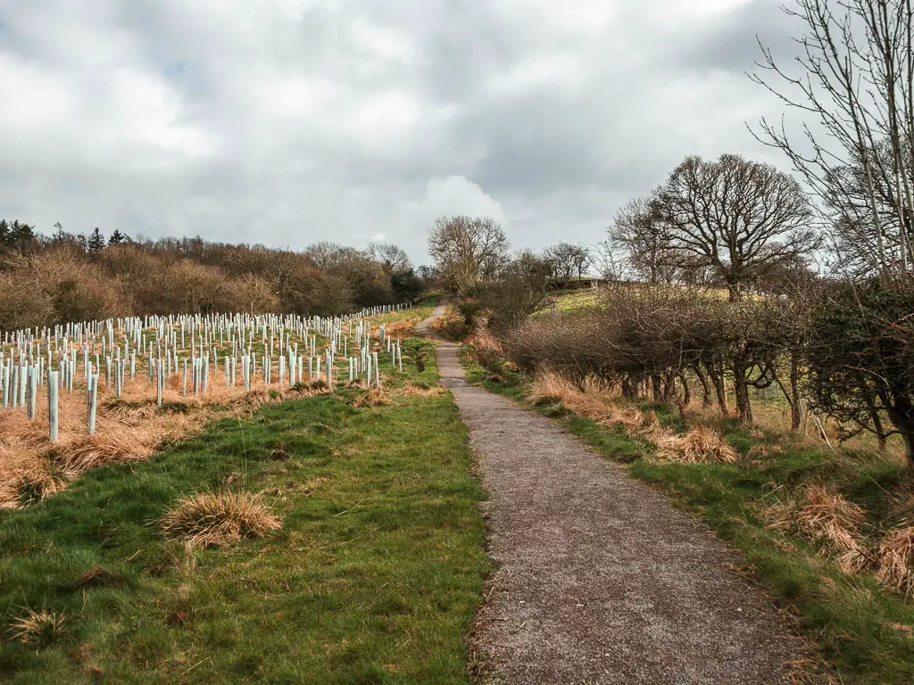 A path on the right, leading uphill through the grass, with a new tree plantation on the left side. 