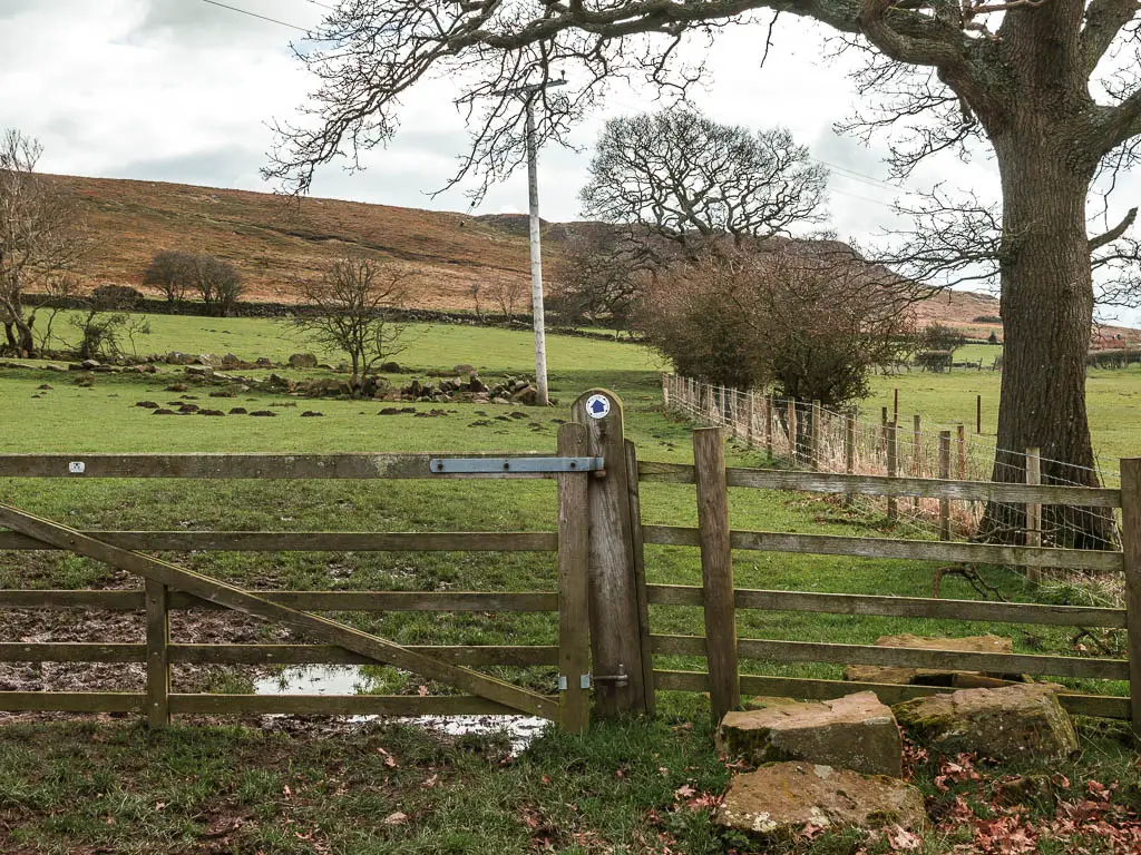 A wooden fence and gate leading to a grass field. There is a blue arrow sign on the gate, pointing straight ahead.