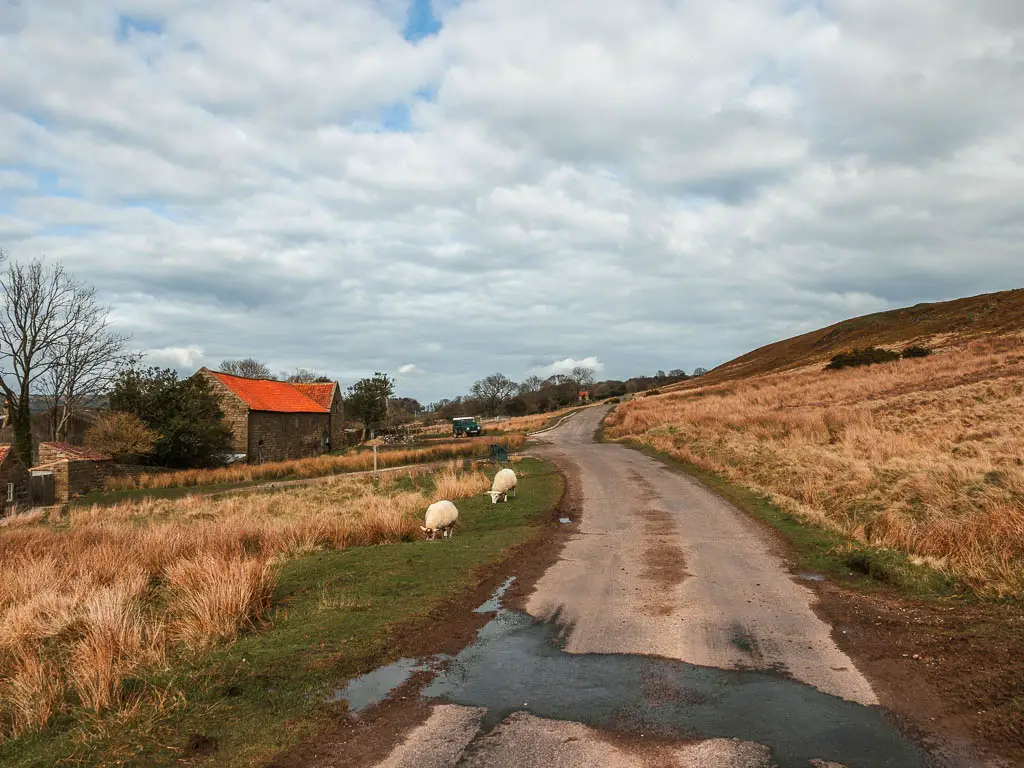 A road of the hill side, with sheep grazing on the grass on the left side of it. There is a budding ahead on the left with a red roof.