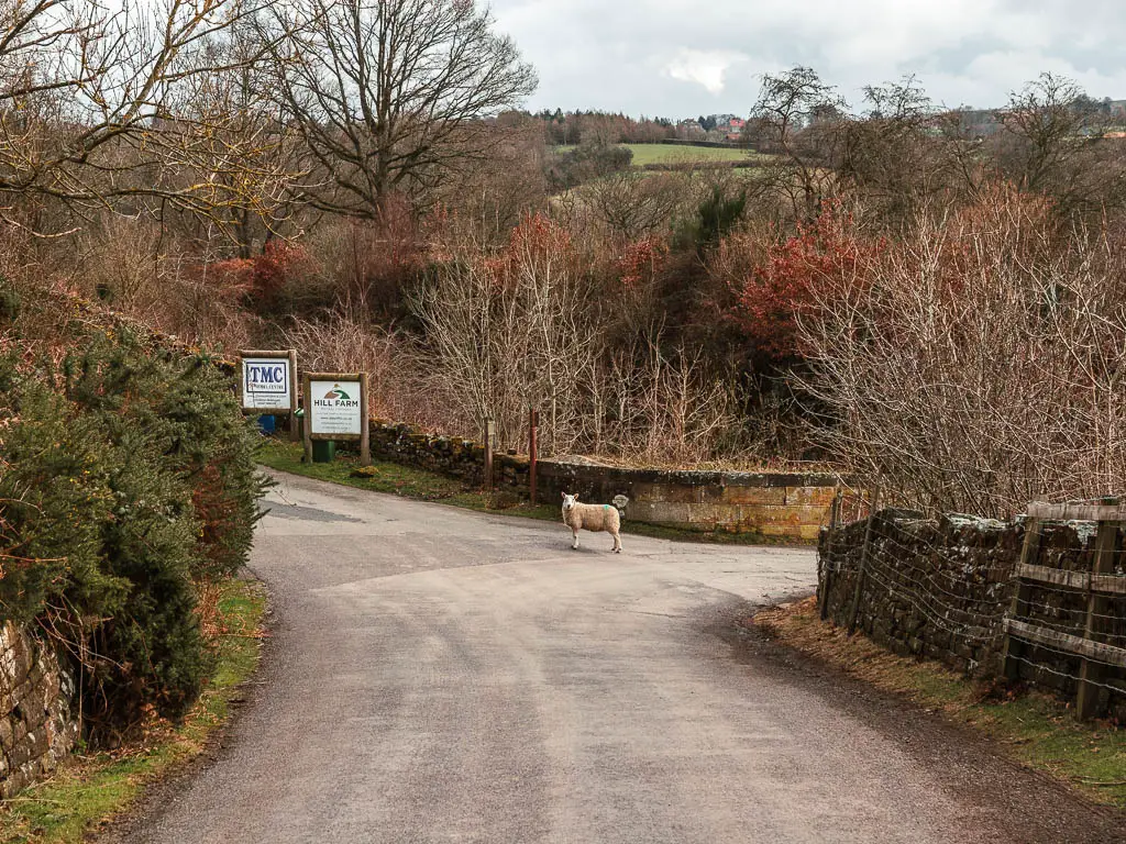 A sheep standing in the middle of the road junction, along the Goathland to Grosmont circular walk. The road is lined with stone walls to the right, and a hedge to the left.