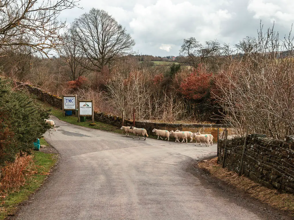 A group of sheep walking through the road junction, along the Goathland to Grosmont circular walk. The road is lined with stone walls to the right, and a hedge to the left.