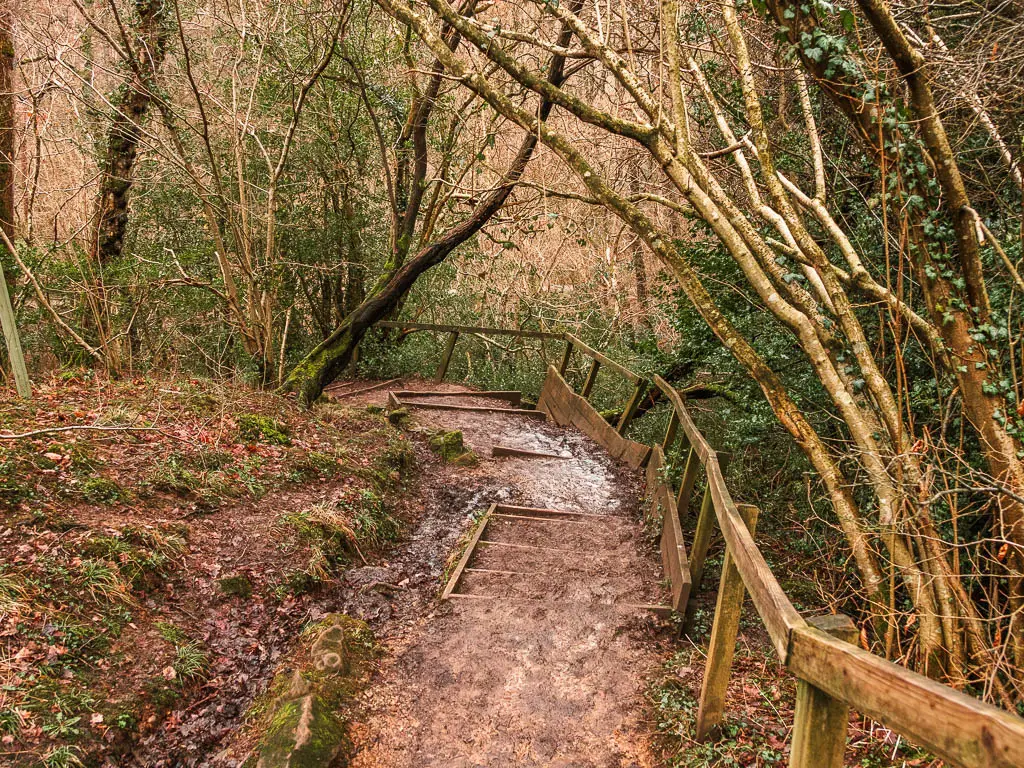 Muddy dirt steps leading downhill under the trees, with a wooden railing on the right.