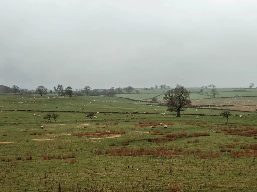 Looking across a vast green grass field, with a few sheep grazing in the distance, on the walk around the Fewston Reservoir. There are a few trees dotted about and its a misty day.