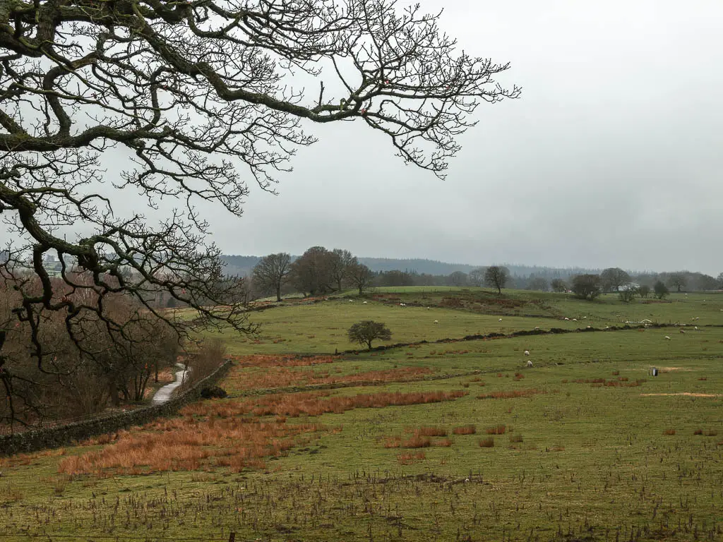 Looking down across the grass fields, with a bit of the trail visible to the left side, on the walk around the Fewston Reservoir. There are leafless tree branches poking through on the left side of the frame.