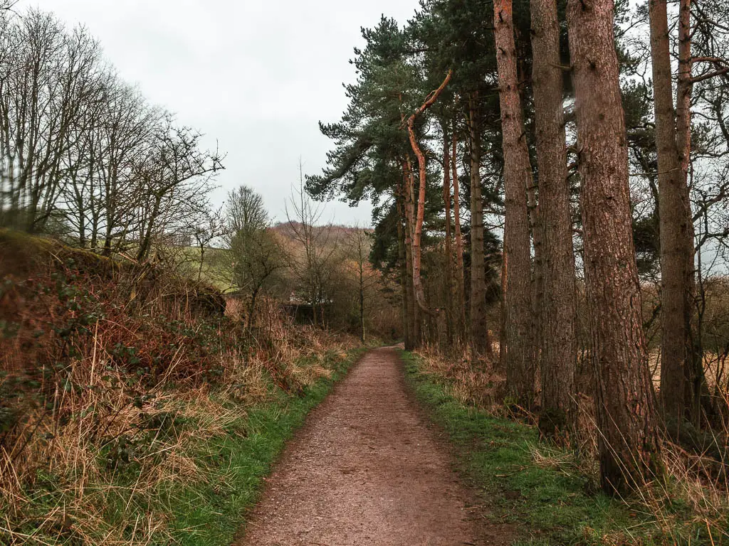 A dirt path leading straight ahead, with tall trunked trees on the right side, and a messy hedge on the left.