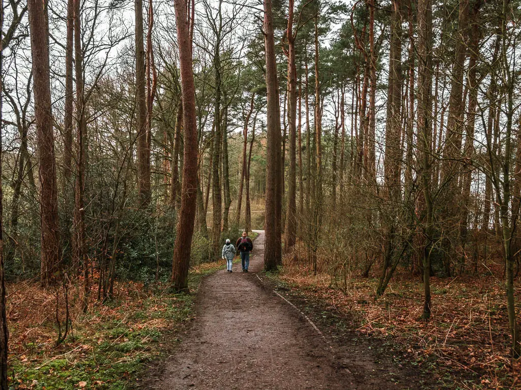 A dirt path leading through the tall trunked trees. there are two people walking ahead on the trail.