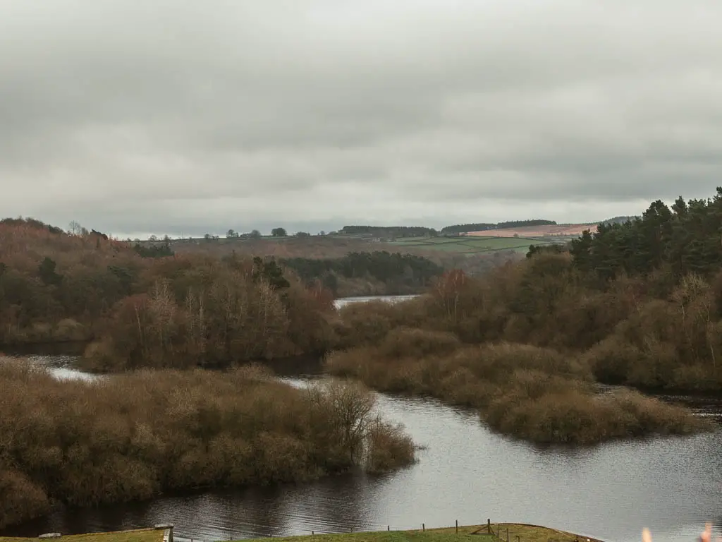 Looking down to the Swinsty Reservoir, with masses of trees projecting into it.