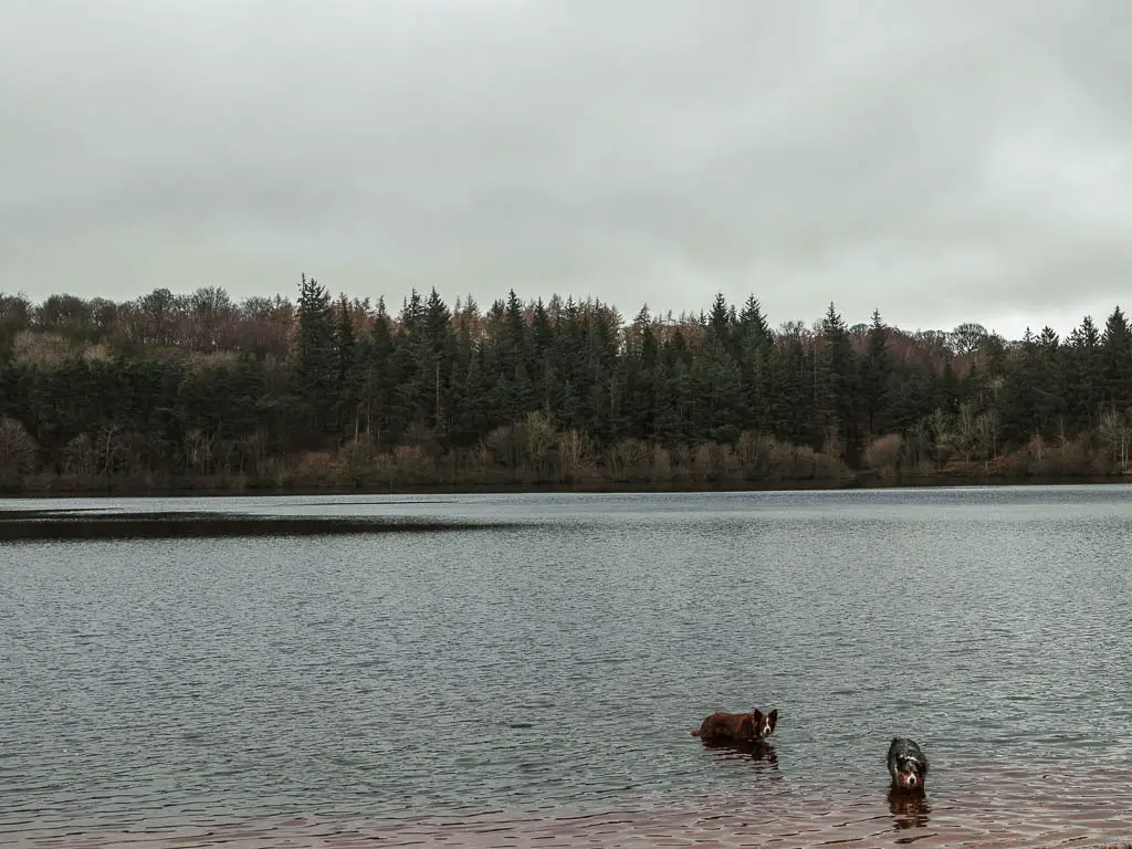 Two dogs swimming in the Fewston Reservoir, on the circular walk around it. There are green leaved trees on the other side.