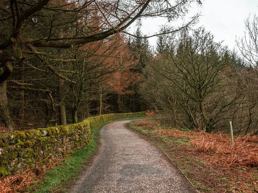 A winding trail, with a stone wall curving along the left side of it, containing the woodland.