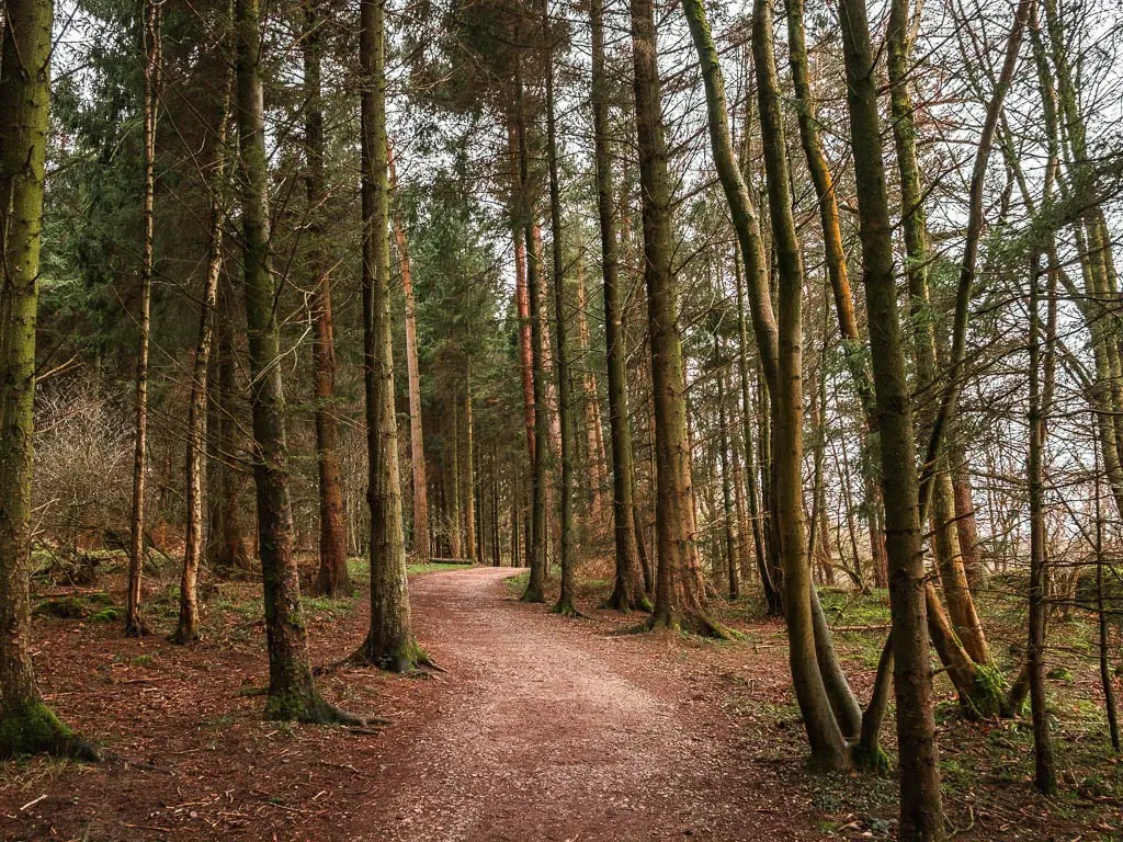 A path leading through a mass of tall trunked trees, on the walk around the Fewston Reservoir.