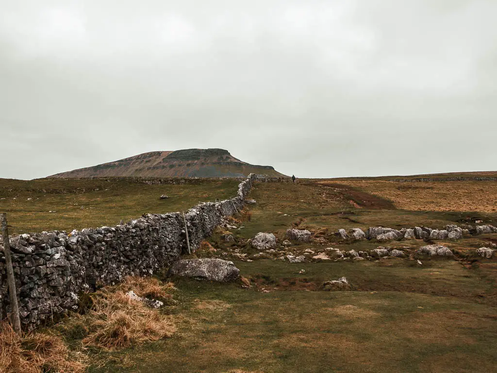 A stone wall leading uphill through the grass, with a view to Pen-y-Ghent ahead in the distance, part way along the walk up. 