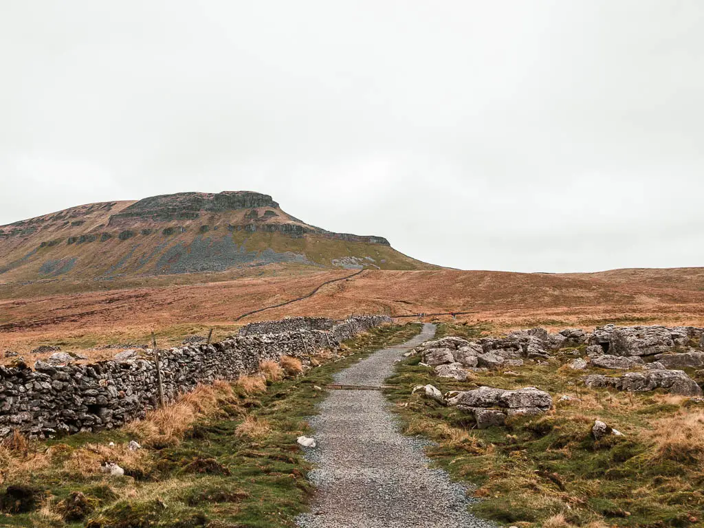 A gravel trail snaking ahead, with a stone wall on the left, and rocks on the grass on the right, and the big hill of Pen-y-Ghent ahead to the left.