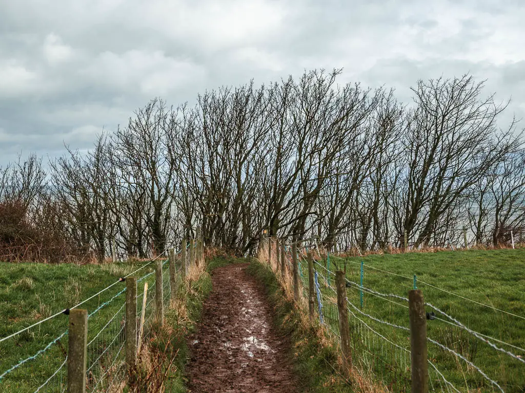 A narrow muddy trail leading straight ahead to a few leafless trees. The trail is lined with a wire fence and green grass fields on either side.