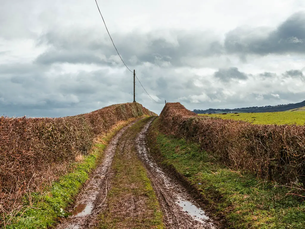 A muddy track leading straight and curving to the right ahead. It is lined with leafless hedges. 