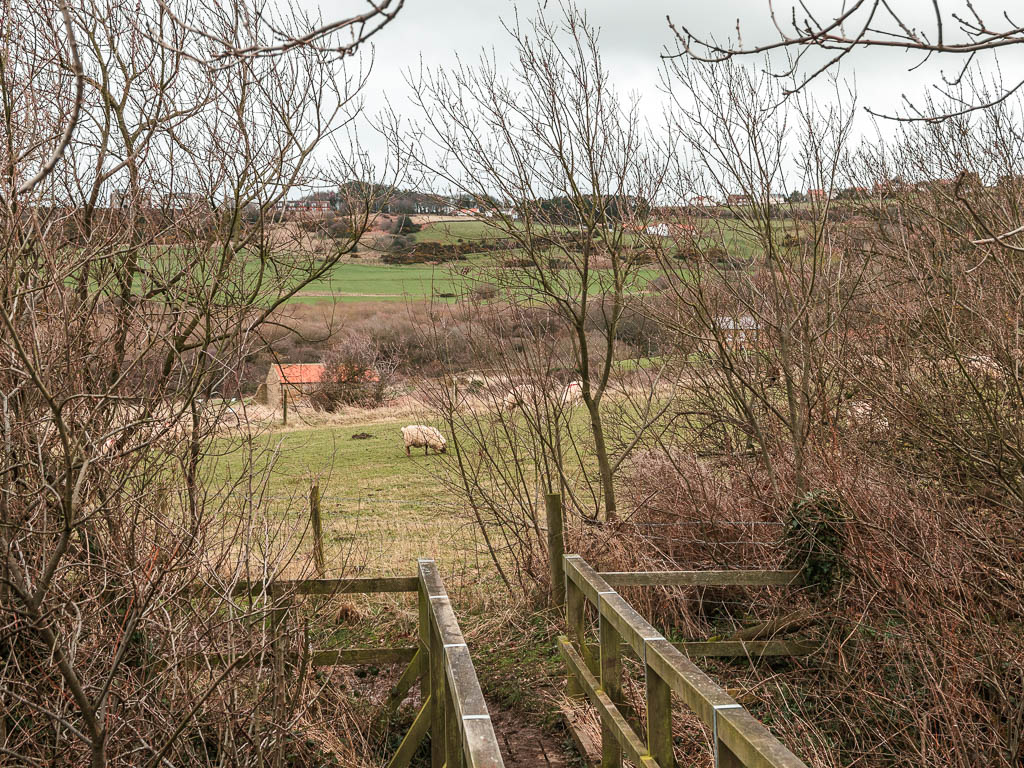 A wooden plank bridge leading through a gap in the leafless trees to a field. There are some sheep visible through the gap, and an orange roofed cottage on the other side of the field.