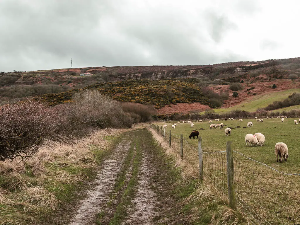 A muddy strip of trail, leading to a hill ahead, and with a wire fence and field to the right. There are lots of sheep grazing in the field.