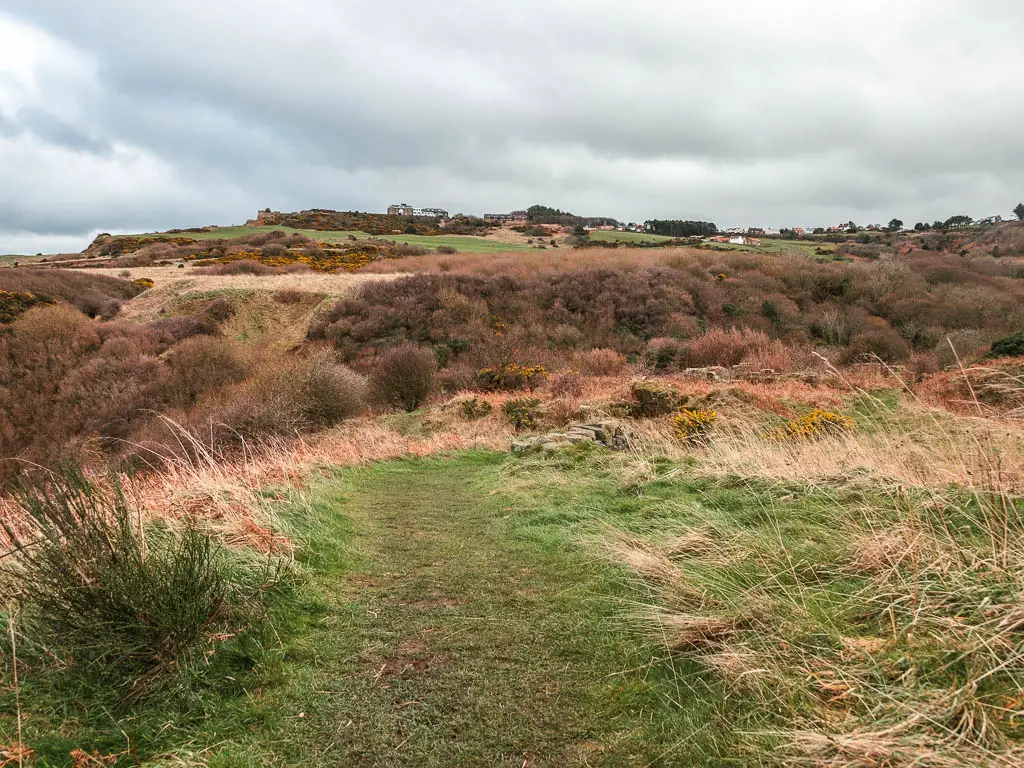 A grassy trail with a mass tree tops and a hill ahead.