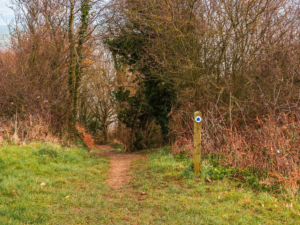 A wooden stump trail signpost with a blue arrow pointing ahead into a gap in the trees and bushes.