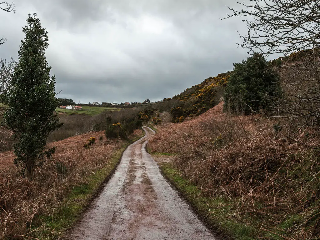 A long winding road, lined with dead brown fern.