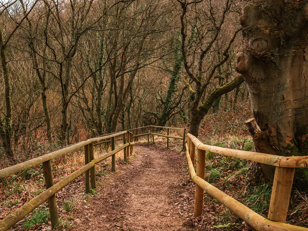 A dirt trail winding down under the woodland on the circular Robin Hood's Bay and Ravenscar walk. The trail is lined with wooden railings.