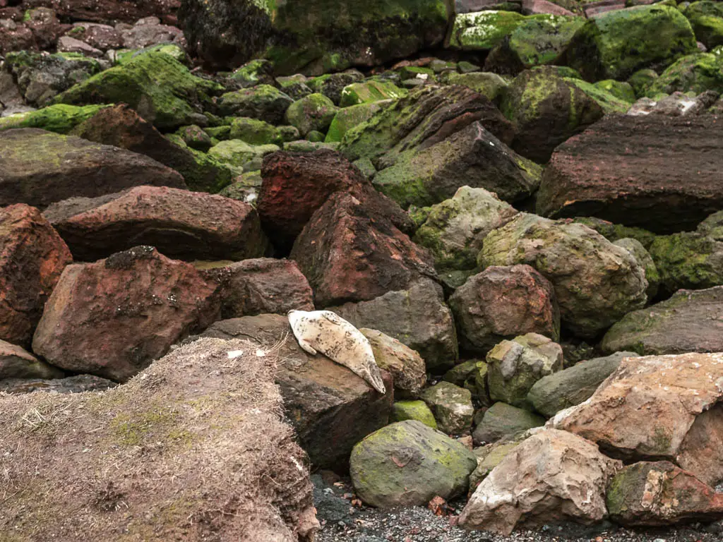 A white seal sleeping on a rock on the Robin Hood's Bay and Ravenscar circular walk.