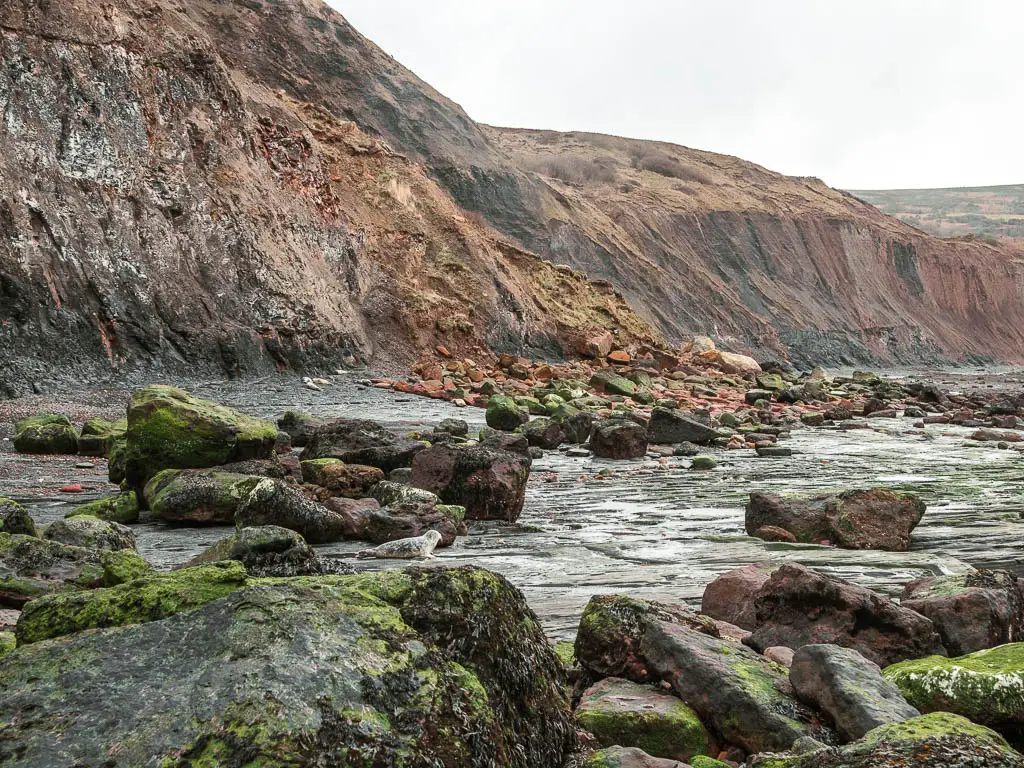 A mass of rocks on the beach, with a seal in between them, and a steep rugged cliff on the other side on the walk back to Robin Hood's Bay from Ravenscar.