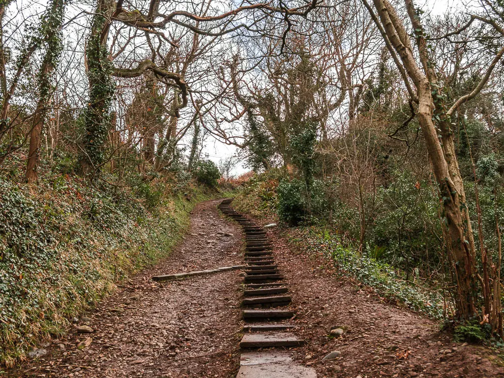 Steps leading up through the woods on the Robin Hood's Bay and Ravenscar circular walk.