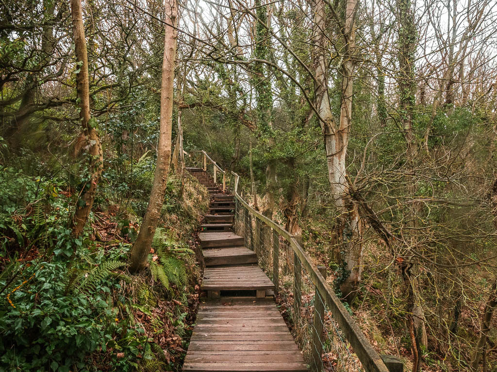 Large wooden steps leading up through the woods forming part of the route for the Robin Hood's Bay and Ravenscar walk.