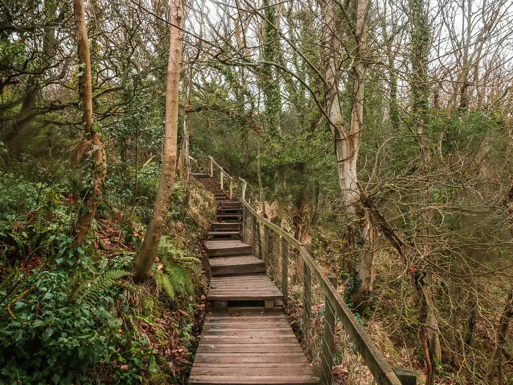 Large wooden steps leading up through the woods forming part of the route for the Robin Hood's Bay and Ravenscar walk.