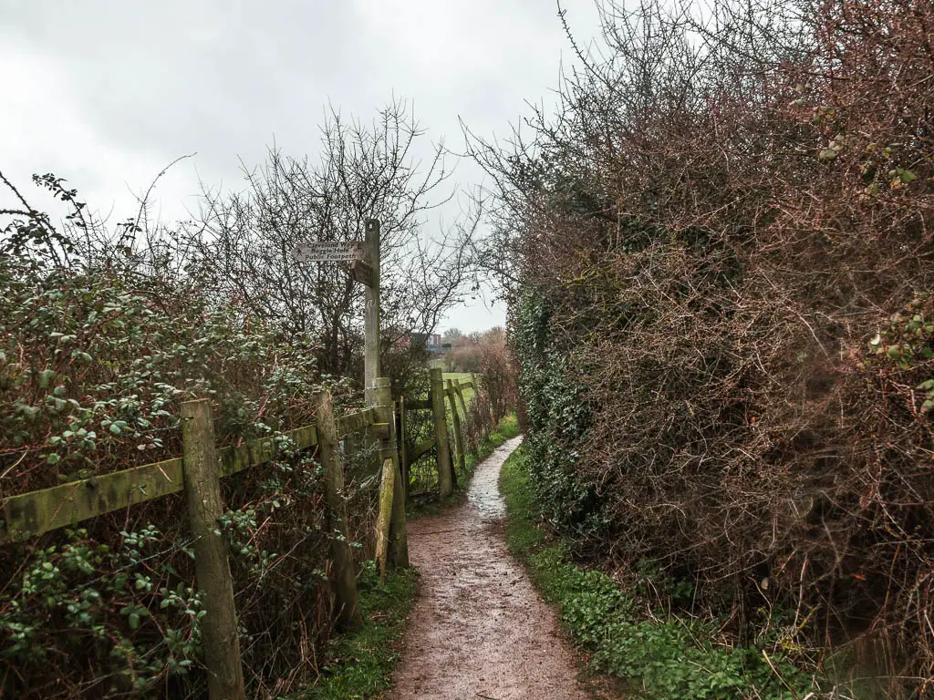 A narrow dirt path with a tall hedge to the right, and a wooden fence and trail sign on the left.