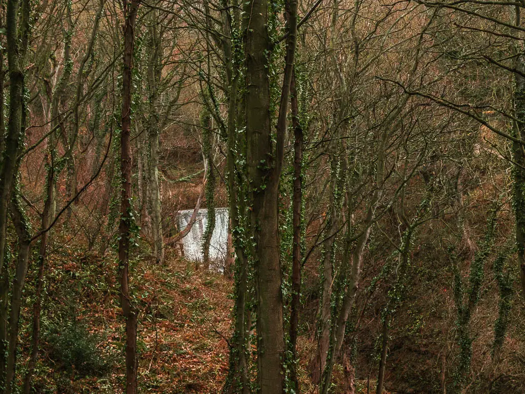 Looking through a gap in the tall trees to a waterfall, at the end of the Robin Hood's Bay and Ravenscar circular walk.