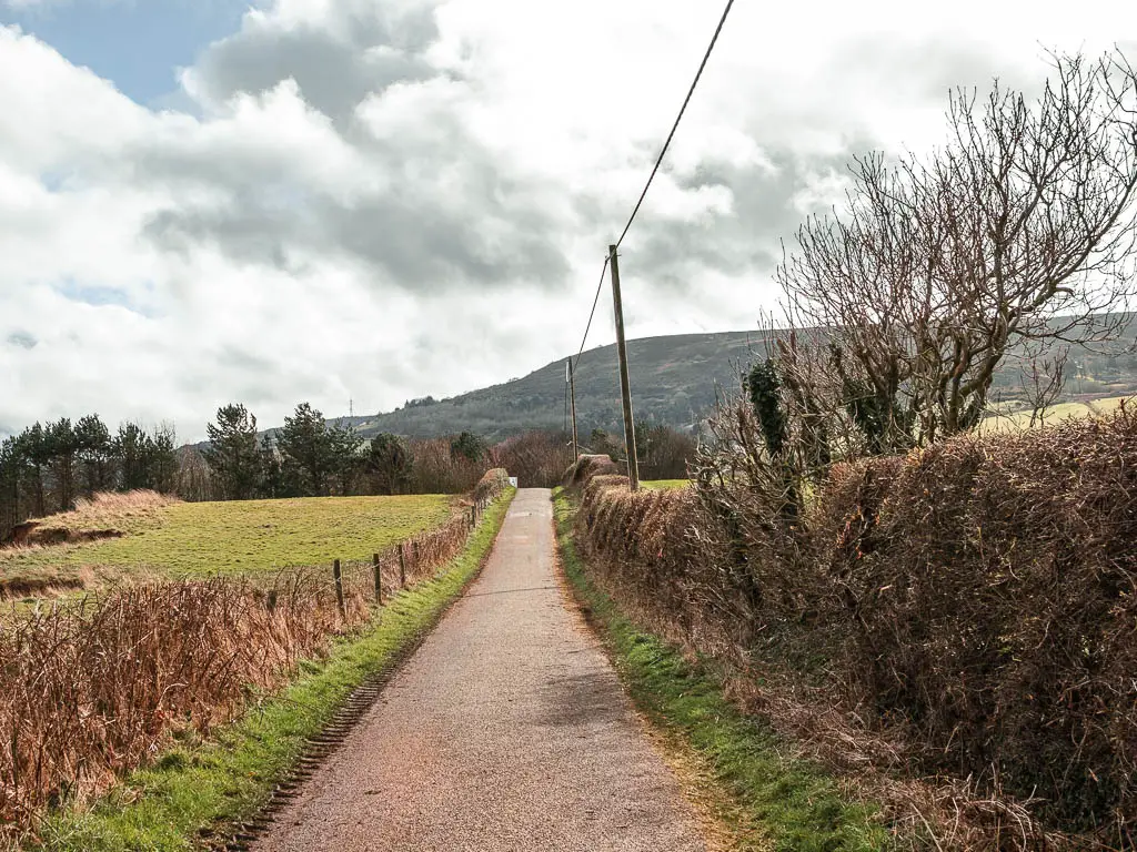 A small country road leading straight ahead, and lined with bushes.