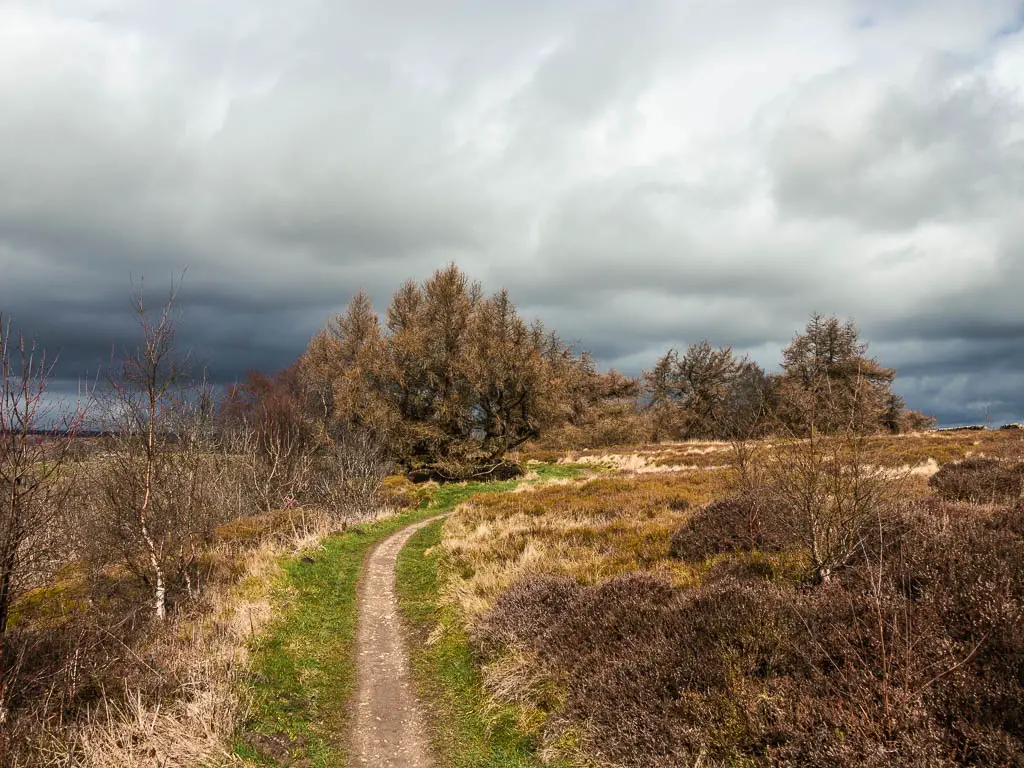 A narrow trail surround by heather and bushes, leading to a bushy tree. The sky ahead is dark grey.