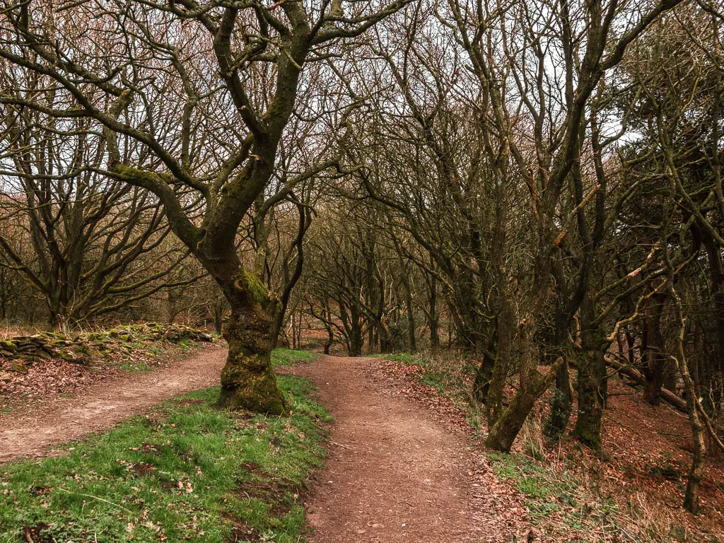 A dirt trail through the woods, on the walk along the top of Sutton Bank.