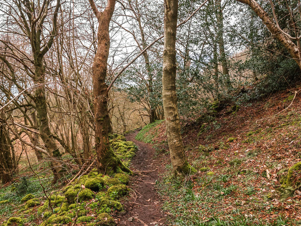 A dirt trial though the trees, with moss on the ground to the left.
