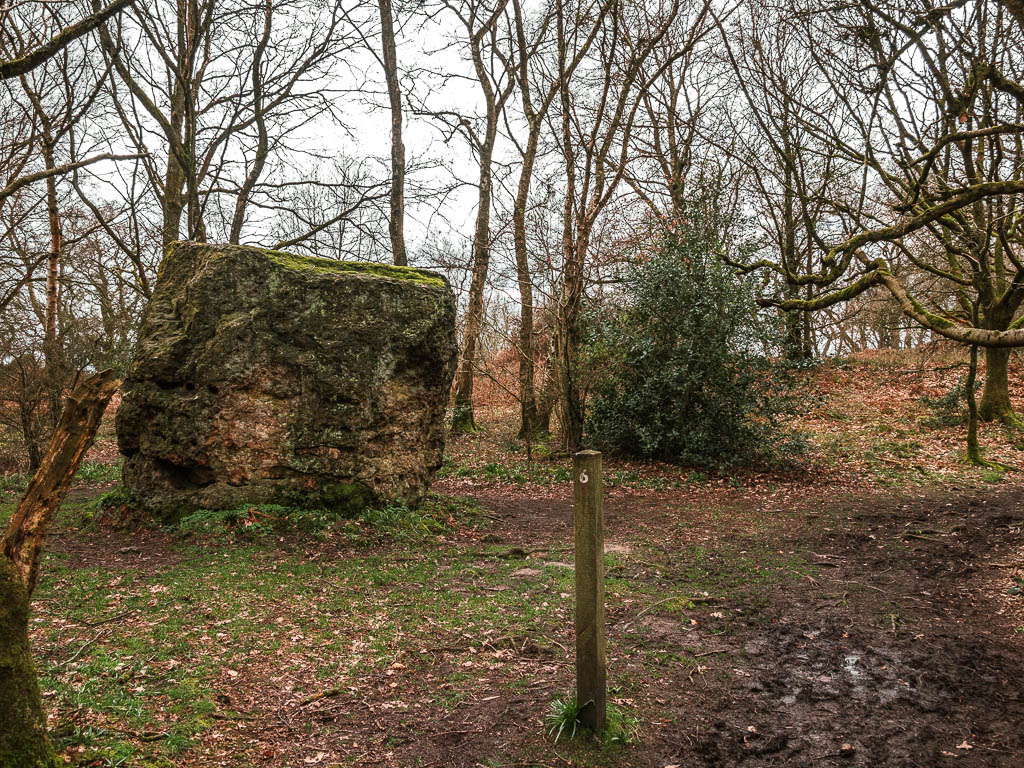 A big rock in the woods, and a muddy path on the right, and a wooden stump trail signpost.