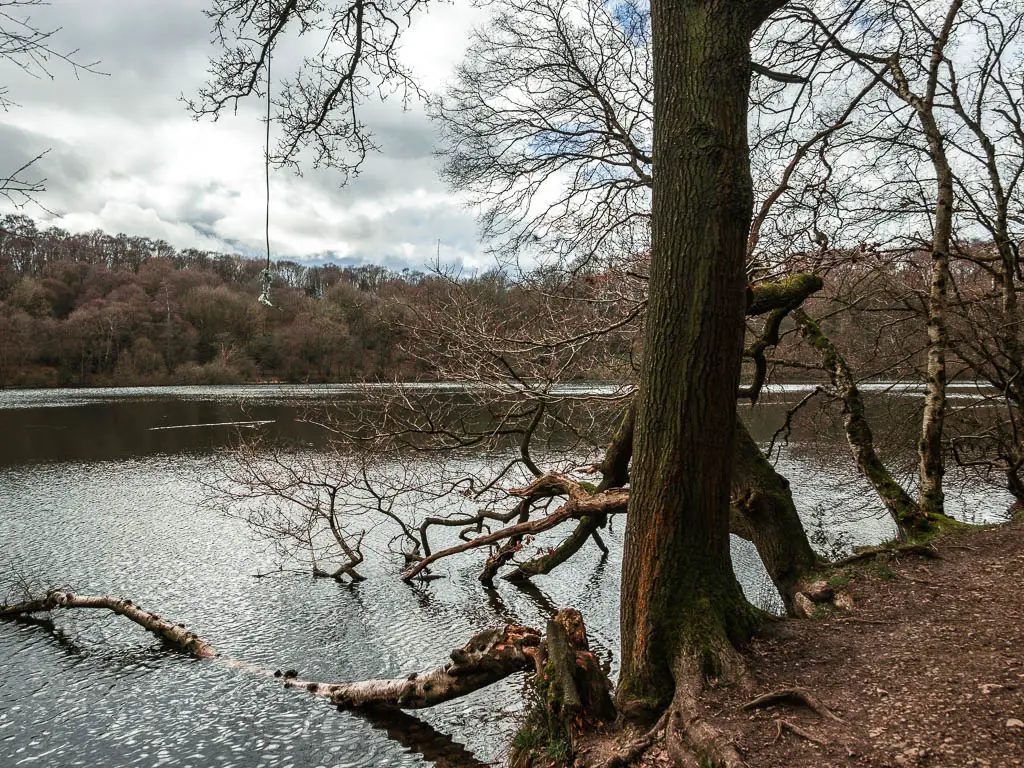 Looking across Gormire lake, to a mass of woodland trees on the other side. There is a dirt path on the right side of the lake, and a big tree trunk on the edge of the lake.